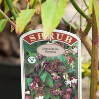 Himalayan Honeysuckle
